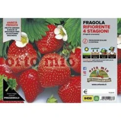 Fragola Rifiorente 4 Stagioni - 6 Piante - Orto Mio
