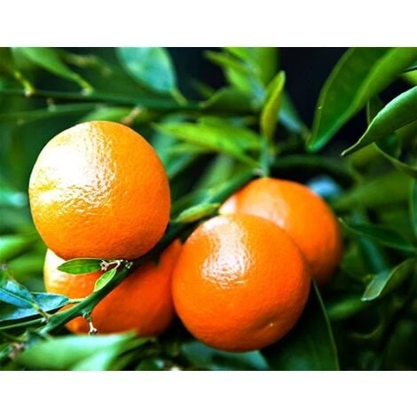 Mandarino Clementino "Citrus X Clementina" Pianta In Vaso Agrumi Di Sicilia - immagine 4