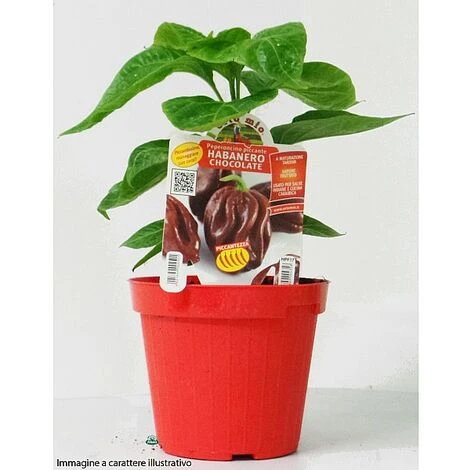 1 PIANTA IN VASO Ø 14CM PEPERONCINO PICCANTE TRINIDAD SCORPION CHOCOLATE ORTOMIO - immagine 3