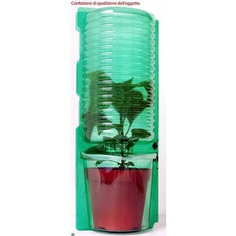 1 PIANTA IN VASO Ø 14CM PEPERONCINO PICCANTE DIAVOLICCHIO CALABRESE ORTOMIO - immagine 2