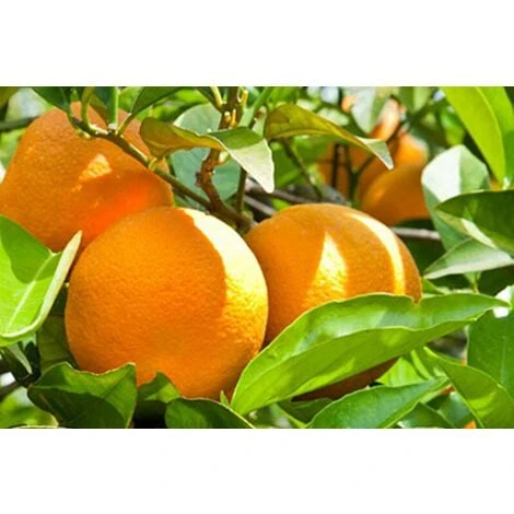 Pianta Di Arancio Washingtonia In Fitocella Agrumi Di Sicilia - immagine 2