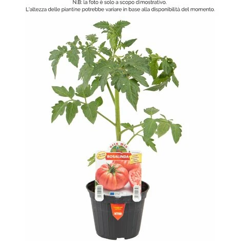 Pomodoro Gigante Sorrentone Rosalinda F1 - 1 Pianta V.10 Cm - Orto Mio - immagine 2