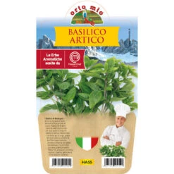 1 PIANTA DI BASILICO ARTICO VASO 14CM MASTERCHEF ORTOMIO MASTERCHEF AROMATICHE