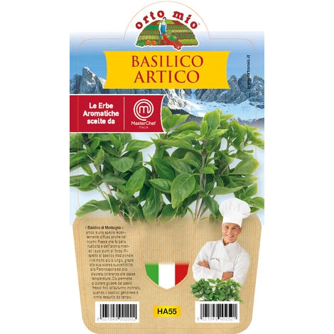 1 PIANTA DI BASILICO ARTICO VASO 14CM MASTERCHEF ORTOMIO MASTERCHEF AROMATICHE