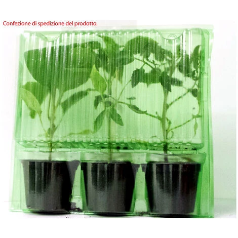 3 PIANTE IN VASO Ø10CM DI PEPERONE ROMITAL PICCANTE LUNGO ORTOMIO ORTO - immagine 2