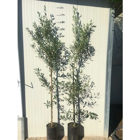 Pianta Di Ulivo Ascolana - immagine 2