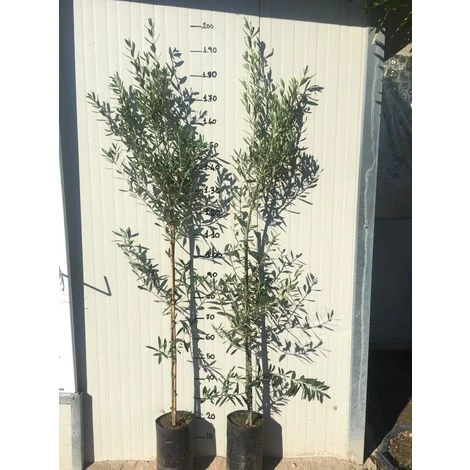 Pianta Di Ulivo Frantoio - immagine 2