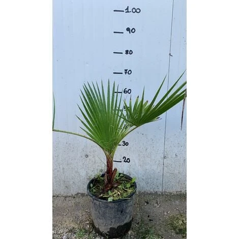 Washingtonia Filifera Vaso 24cm - immagine 2