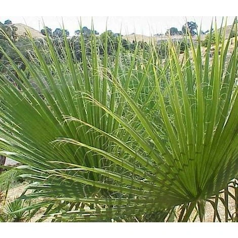 Washingtonia Filifera Vaso 24cm - immagine 3