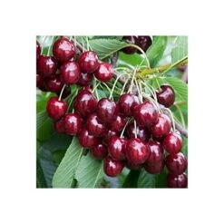 Pianta Di Ciliegio Durone Di Vignola I Vaso 20cm