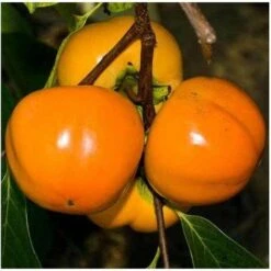 Pianta Di Kaki Mela Vaso 24cm