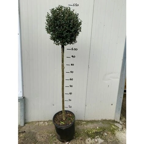 Alberello Di Ligustro A Palla