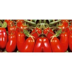 Pomodoro San Marzano