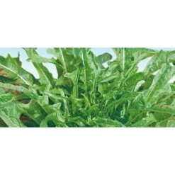 Lattuga Barba Frati Bianca