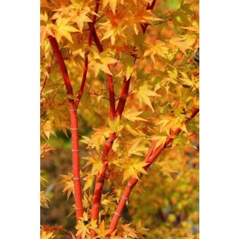 Acero Rosso Giapponese "Acer Palmatum Sango Kaku" Pianta In Vaso 20 - immagine 3