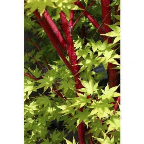 Acero Rosso Giapponese "Acer Palmatum Sango Kaku" Pianta In Vaso 20 - immagine 4