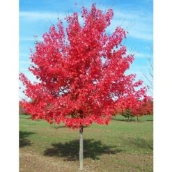 Acero Rosso "Acer Rubrum" Acero Scarlatto In Vaso 19 Cm H. 90/120 Cm