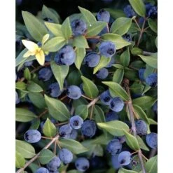 Mirto Sardo "Myrtus Communis" Mirto Comune In Vaso 9 Cm