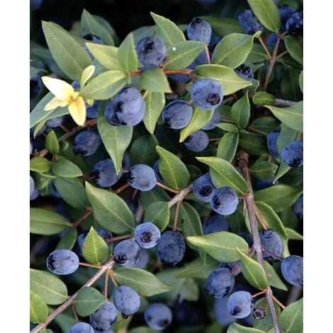 Mirto Sardo "Myrtus Communis" Mirto Comune In Vaso 9 Cm