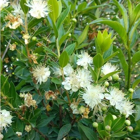 Mirto Sardo "Myrtus Communis" Mirto Comune In Vaso 9 Cm - immagine 3