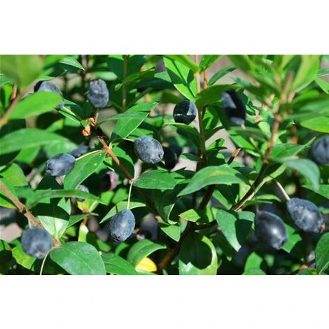 Mirto Sardo "Myrtus Communis" Mirto Comune In Vaso 9 Cm - immagine 4