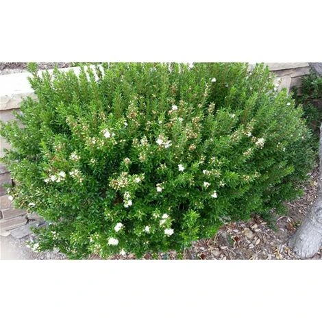 Mirto Sardo "Myrtus Communis" Mirto Comune In Vaso 9 Cm - immagine 5