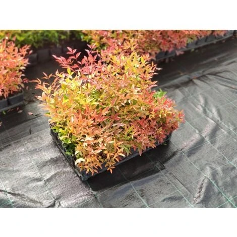 Nandina Domestica "Bambu' Sacro" Pianta A Cespuglio In Vaso Biodegradabile - immagine 2