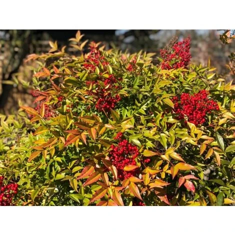 Nandina Domestica "Bambu' Sacro" Pianta A Cespuglio In Vaso Biodegradabile - immagine 3
