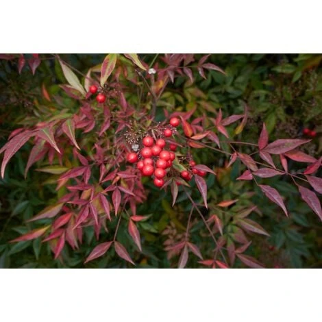 Nandina Domestica "Bambu' Sacro" Pianta A Cespuglio In Vaso Biodegradabile - immagine 4