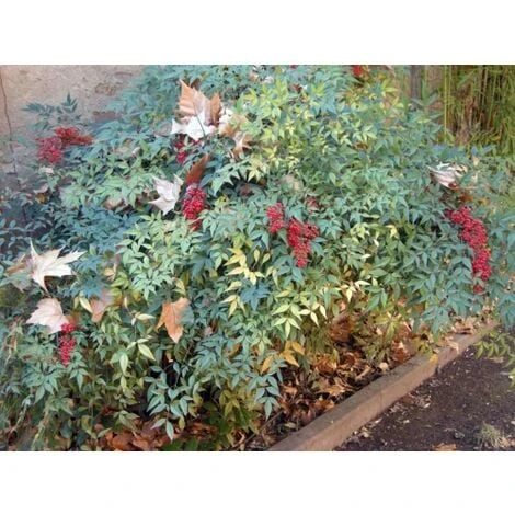 Nandina Domestica "Bambu' Sacro" Pianta A Cespuglio In Vaso Biodegradabile - immagine 5