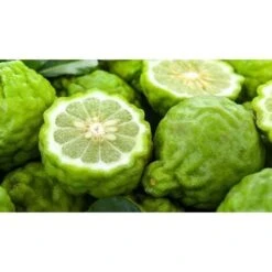 Pianta Di Bergamotto Di 2 Anni In Fitocella Agrumi Di Sicilia