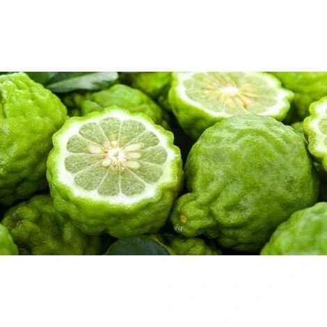 Pianta Di Bergamotto Di 2 Anni In Fitocella Agrumi Di Sicilia