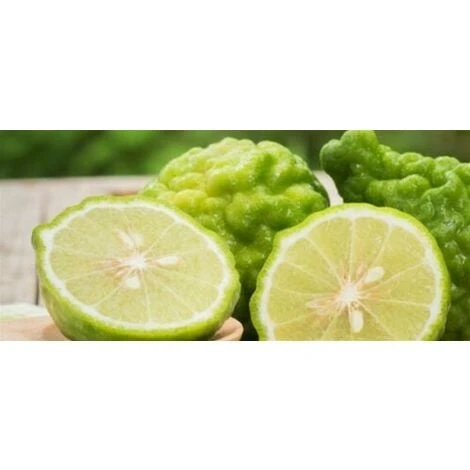 Pianta Di Bergamotto Di 2 Anni In Fitocella Agrumi Di Sicilia - immagine 2