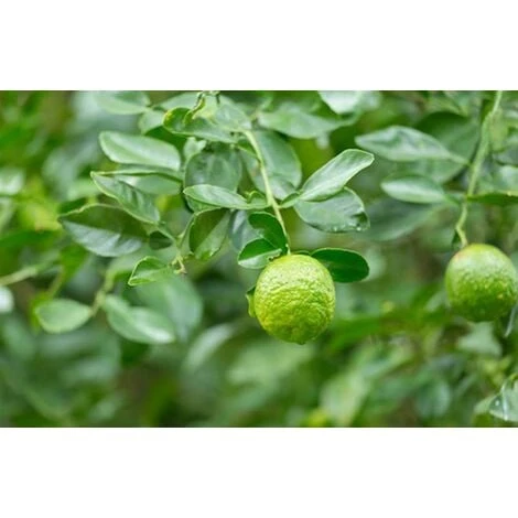 Pianta Di Bergamotto Di 2 Anni In Fitocella Agrumi Di Sicilia - immagine 3