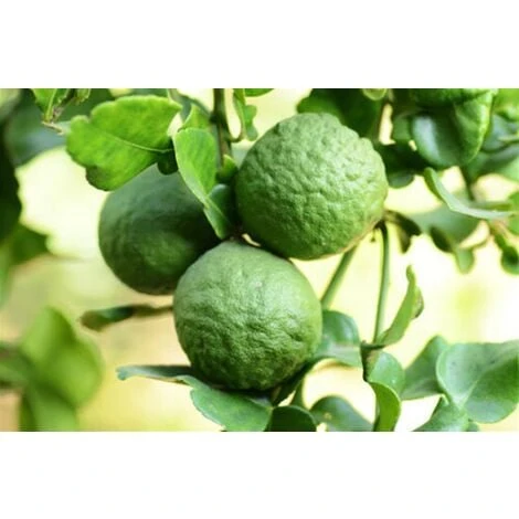 Pianta Di Bergamotto Di 2 Anni In Fitocella Agrumi Di Sicilia - immagine 4