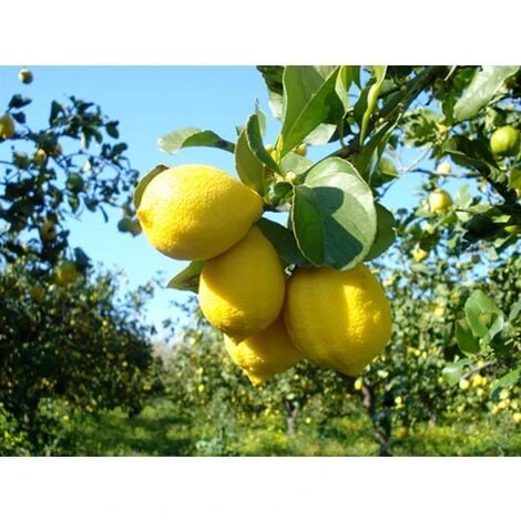 Cedro "Citrus Medica" Pianta Di 2 Anni In Vaso 20 Agrumi Di Sicilia