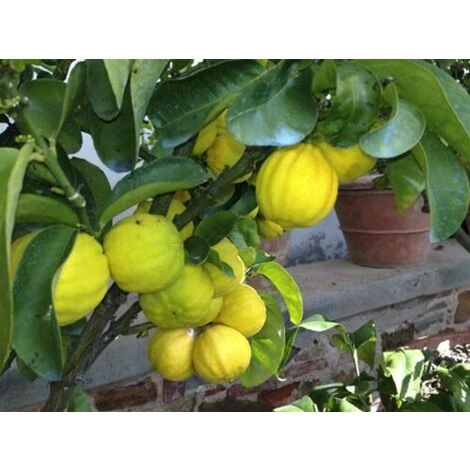Cedro "Citrus Medica" Pianta Di 2 Anni In Vaso 20 Agrumi Di Sicilia - immagine 2