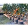 Chinotto "Citrus X Myrtifolia" Pianta Di Agrumi Di Sicilia In Vaso 20 Cm FOTO REALI
