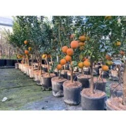 Chinotto "Citrus X Myrtifolia" Pianta Di Agrumi Di Sicilia In Vaso 20 Cm FOTO REALI