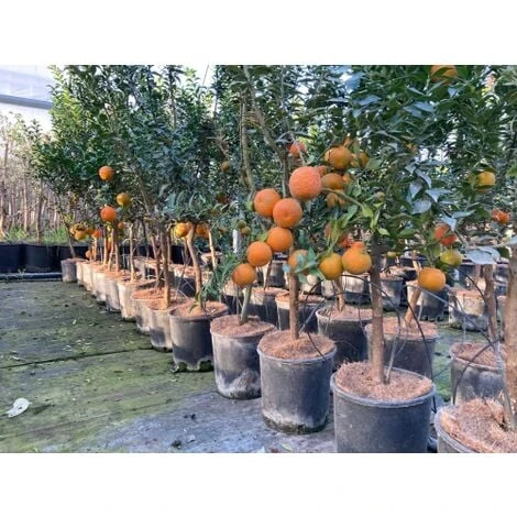 Chinotto "Citrus X Myrtifolia" Pianta Di Agrumi Di Sicilia In Vaso 20 Cm FOTO REALI