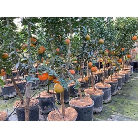 Chinotto "Citrus X Myrtifolia" Pianta Di Agrumi Di Sicilia In Vaso 20 Cm FOTO REALI - immagine 2