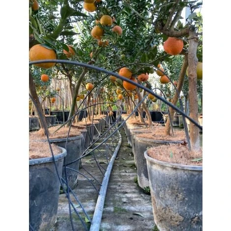 Chinotto "Citrus X Myrtifolia" Pianta Di Agrumi Di Sicilia In Vaso 20 Cm FOTO REALI - immagine 3