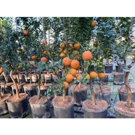 Chinotto "Citrus X Myrtifolia" Pianta Di Agrumi Di Sicilia In Vaso 20 Cm FOTO REALI - immagine 4