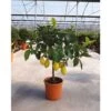 Limone Lunario "Citrus Limon" Limone 4 Stagioni Pianta In Vaso 20 Cm