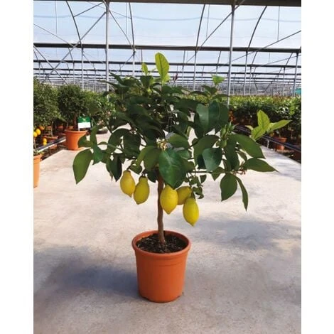 Limone Lunario "Citrus Limon" Limone 4 Stagioni Pianta In Vaso 20 Cm