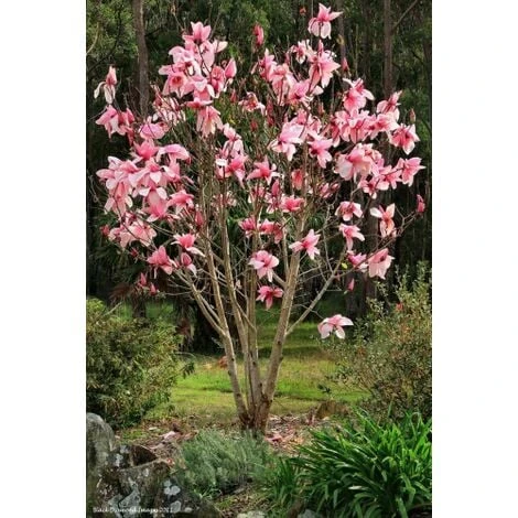 Magnolia Giapponese "Magnolia Soulangeana" Pianta In Vaso 24 Cm - immagine 2