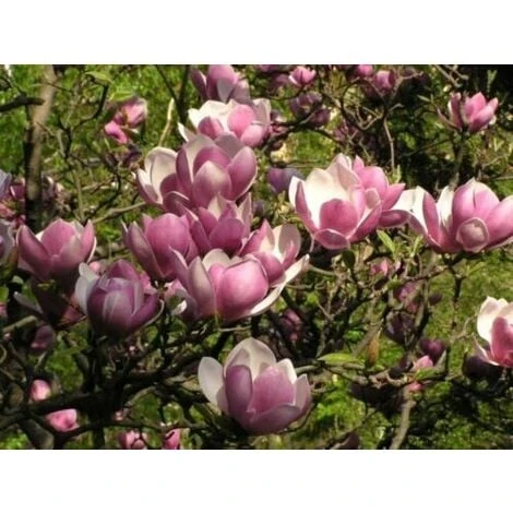 Magnolia Giapponese "Magnolia Soulangeana" Pianta In Vaso 24 Cm - immagine 3