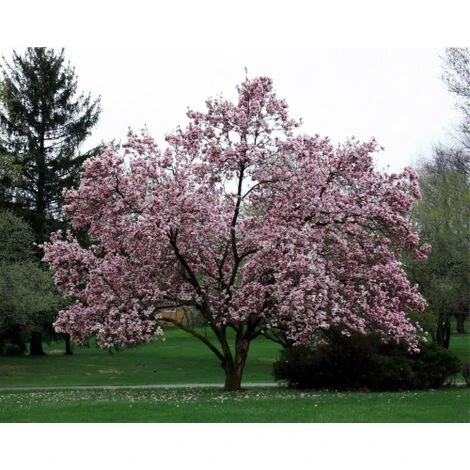 Magnolia Giapponese "Magnolia Soulangeana" Pianta In Vaso 24 Cm - immagine 4