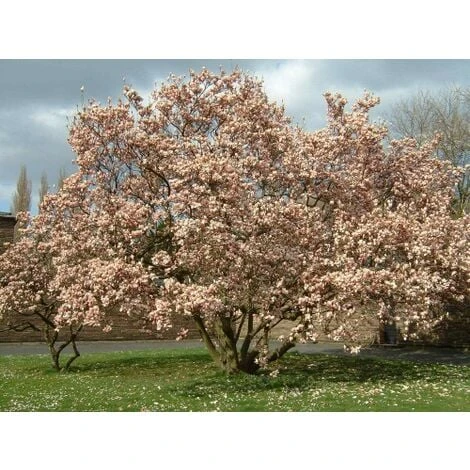 Magnolia Giapponese "Magnolia Soulangeana" Pianta In Vaso 24 Cm - immagine 5