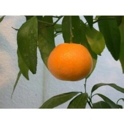 Pianta Di Mapo " Citrus X Tangelo " In Vaso 22 Cm Agrumi Di Sicilia